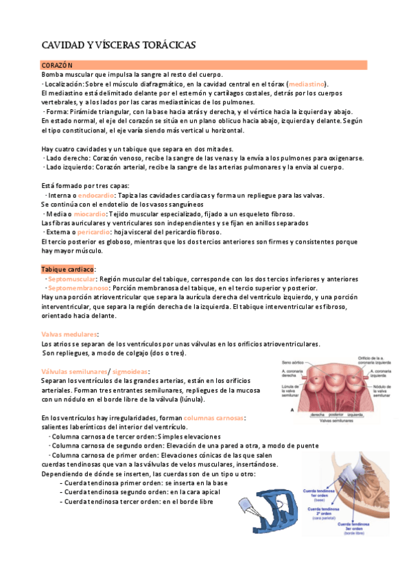 Miniatura del documento Modulo-7-Cavidad-y-visceras-toracidas.pdf