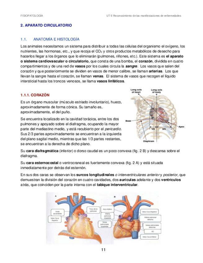 Miniatura del documento UT-6-Rec-manifestaciones-enf-II-Circulatorio-Anat-Apuntes-2020.pdf