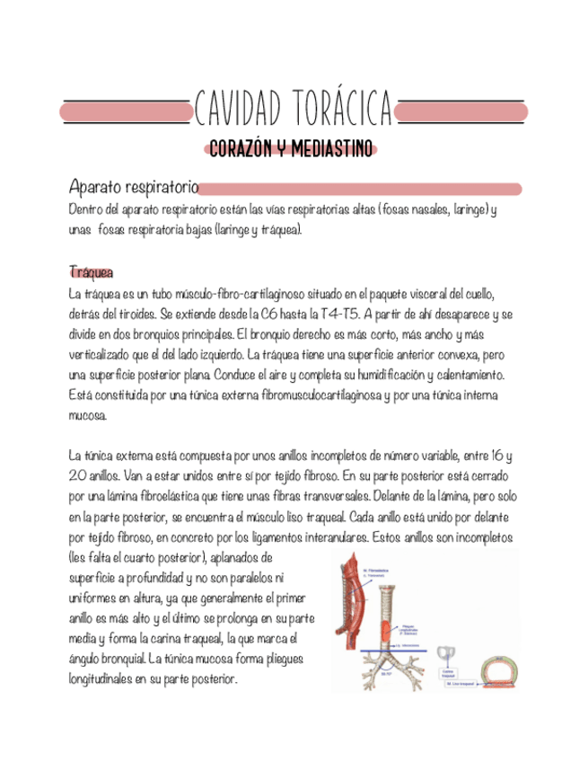 Miniatura del documento Modulo-07-Cavidad-toracica.pdf