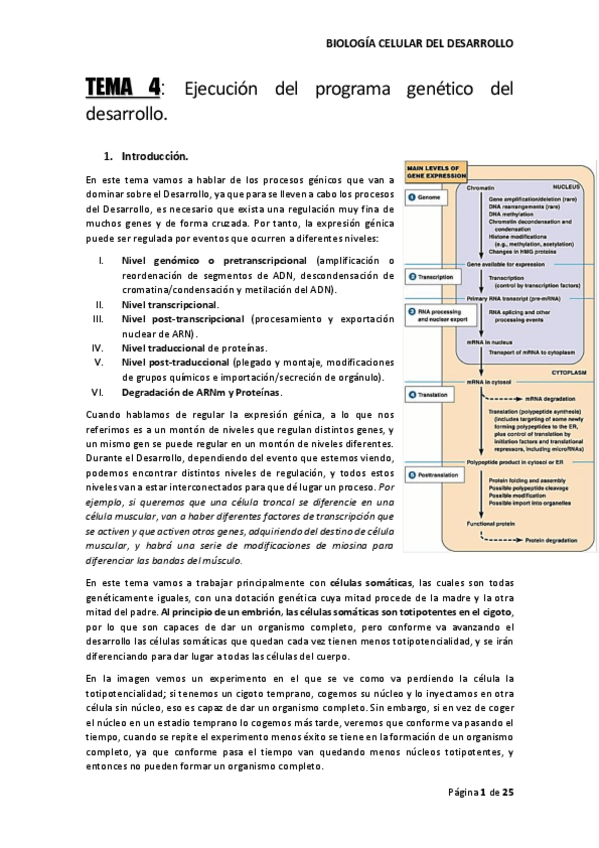 Miniatura del documento TEMA-4-BIO-DESARROLLO.pdf
