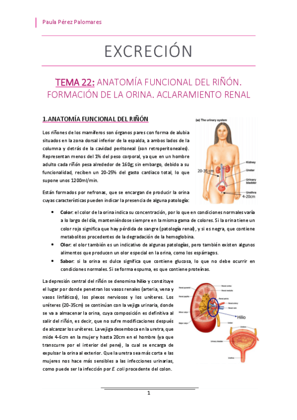 Miniatura del documento TEMA-22-ANATOMIA-FUNCIONAL-DEL-RINON.pdf