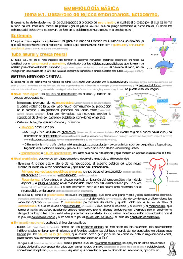 Miniatura del documento EB-T9-1-Desarrollo-de-tejidos-embrionarios-Ectodermo-.pdf