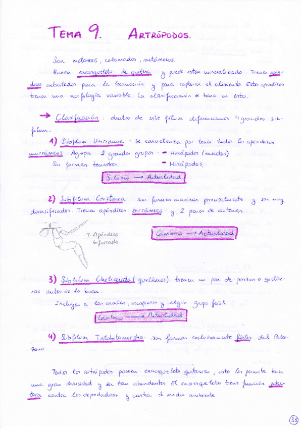 Miniatura del documento Tema 9 Artrópodos.pdf