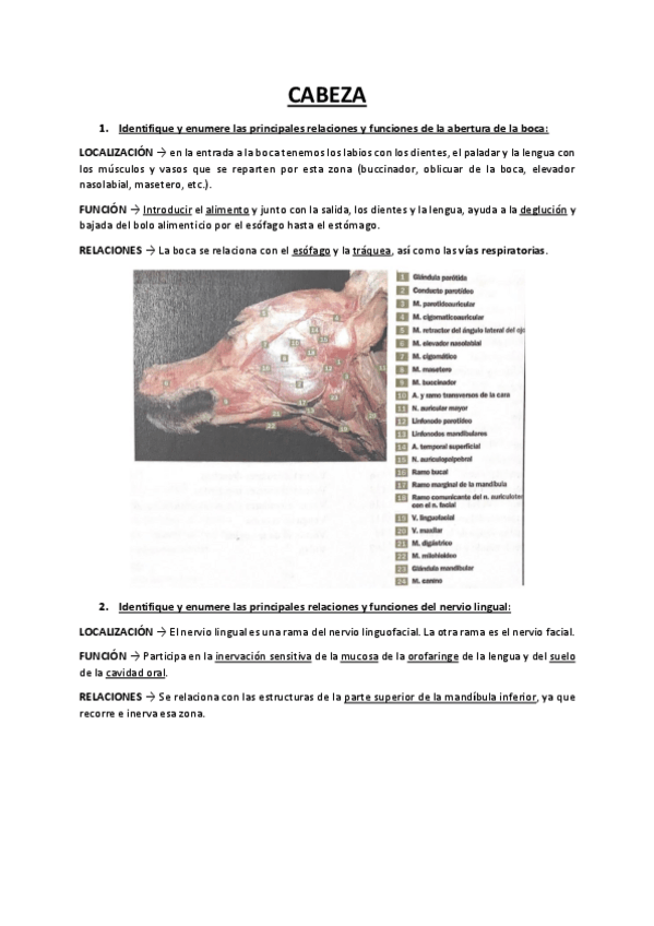 Miniatura del documento Cuadernillo-anatomia-practico-.pdf