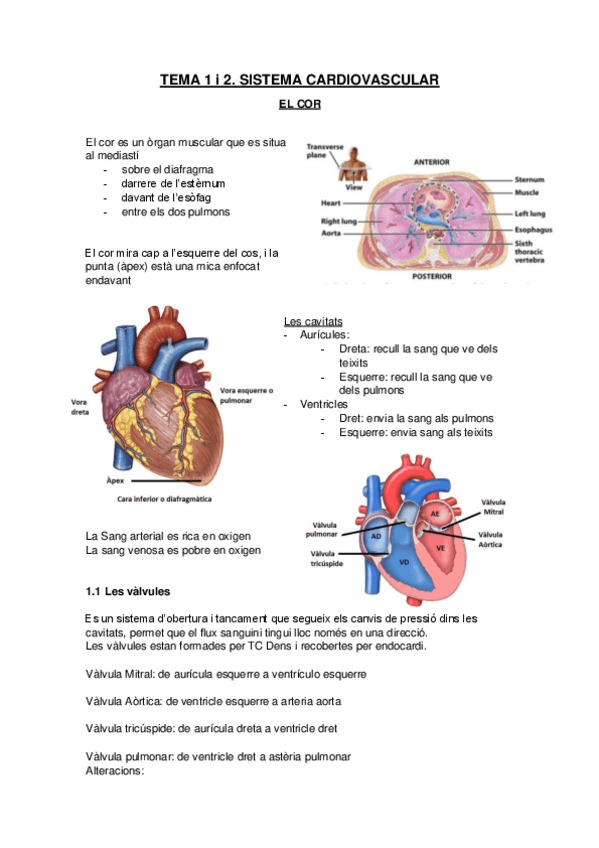 Miniatura del documento Sistema-cardiovascular-El-cor.pdf
