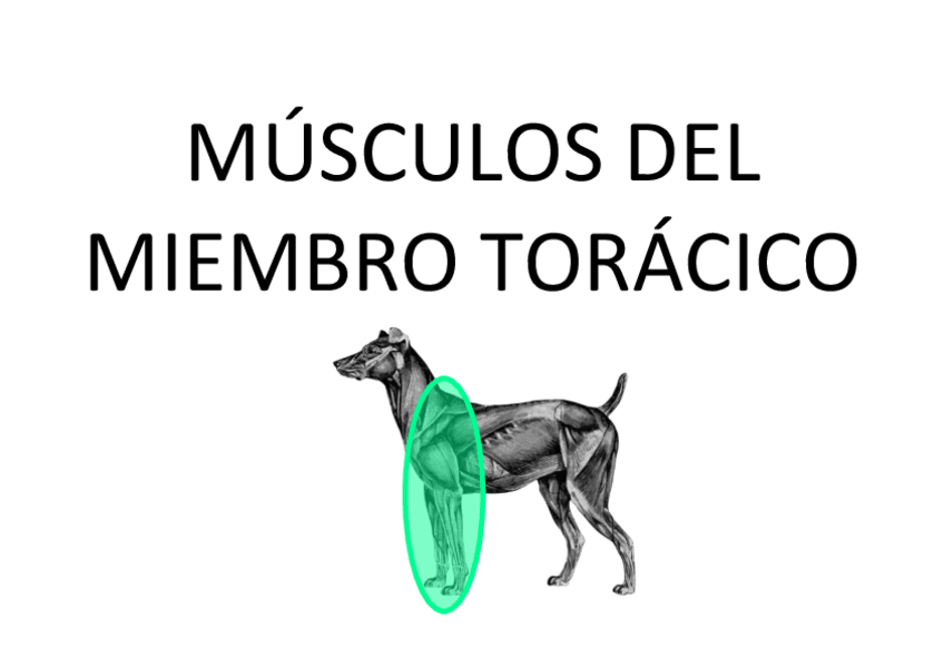 Miniatura del documento TODO-PRACTICO.pdf