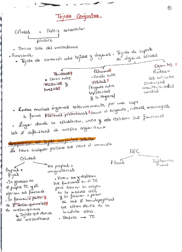 Miniatura del documento Apuntes-Anato-1er-Parcial.pdf