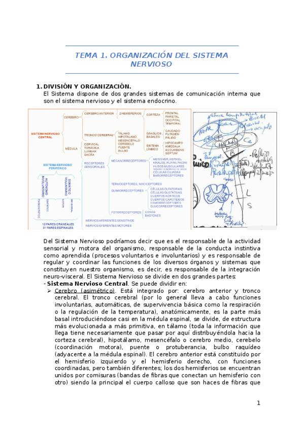 Miniatura del documento SISTEMA-NERVIOSO-FA.docx