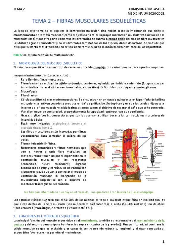 Miniatura del documento TEMA-2fibras-musculares.pdf