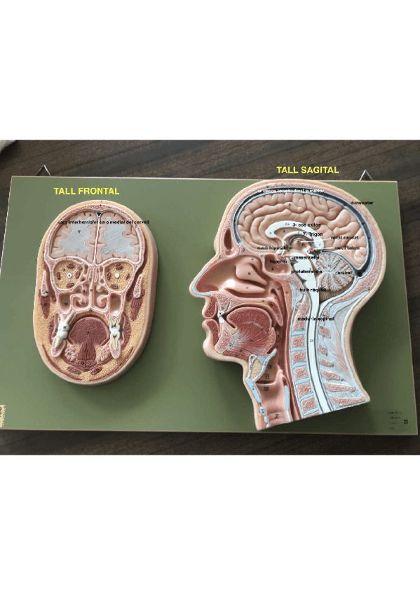 Miniatura del documento anatomia-sistema-nervios-practic.pdf