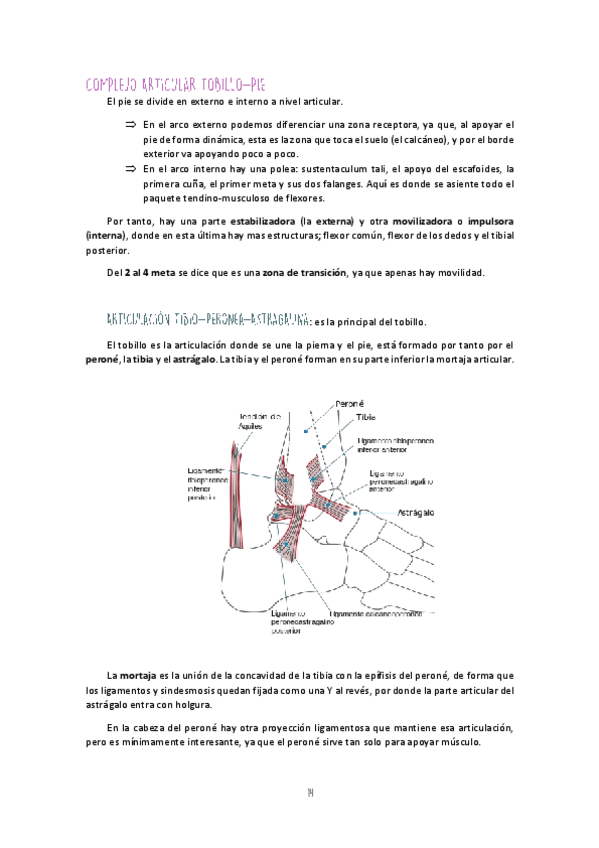 Miniatura del documento Unidad-II-MM-II-Tobillo-y-Pie.pdf