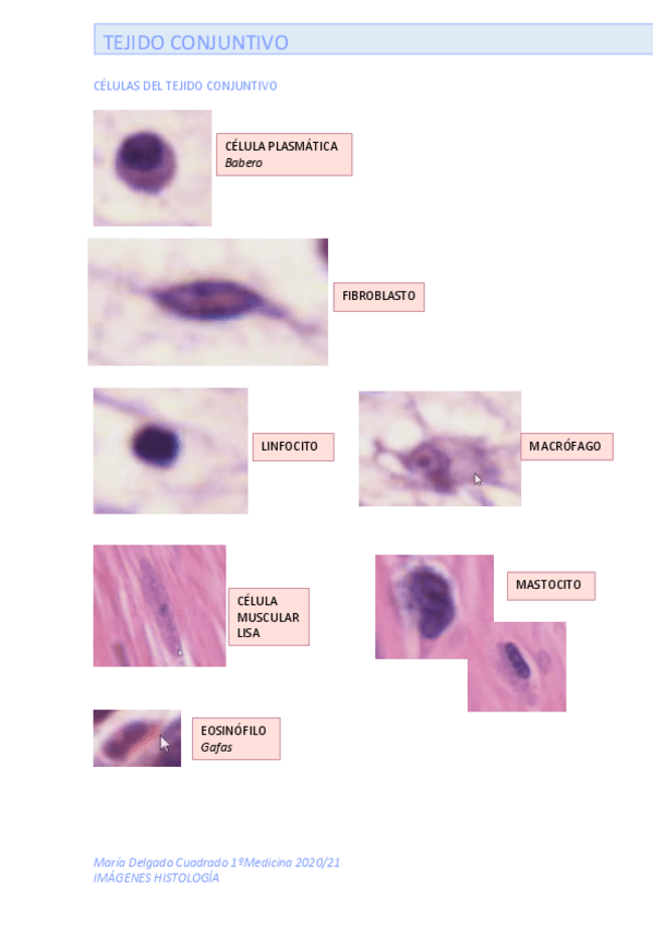 Miniatura del documento IMAGENES-HISTOLOGIA.pdf