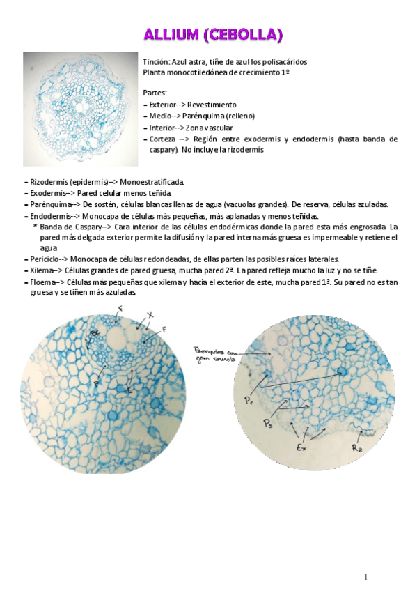 Miniatura del documento RAIZ.pdf