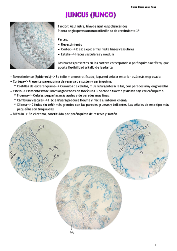 Miniatura del documento TALLO.pdf