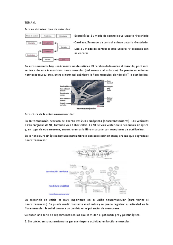 Miniatura del documento TEMA 6.pdf