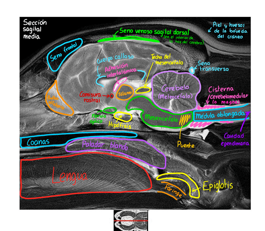 Miniatura del documento Practicas-anatomia-Resonancia-magnetica.pdf