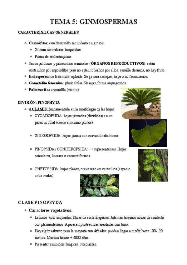 Miniatura del documento Tema 5 Gimnospermas.pdf