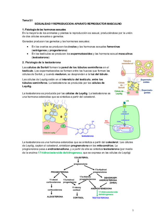 Miniatura del documento Tema 5.1 Aparato reproductor masculino