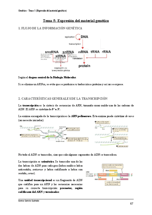 Miniatura del documento TEMA-5-EXPRESION-DEL-MATERIAL-GENETICO-GENETICA.pdf