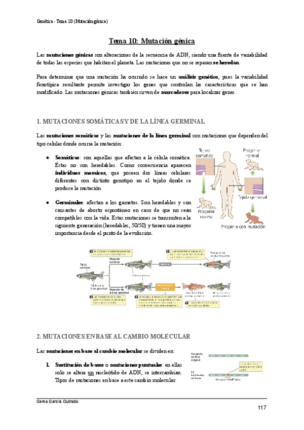 Miniatura del documento TEMA-10-MUTACION-GENICA-GENETICA.pdf