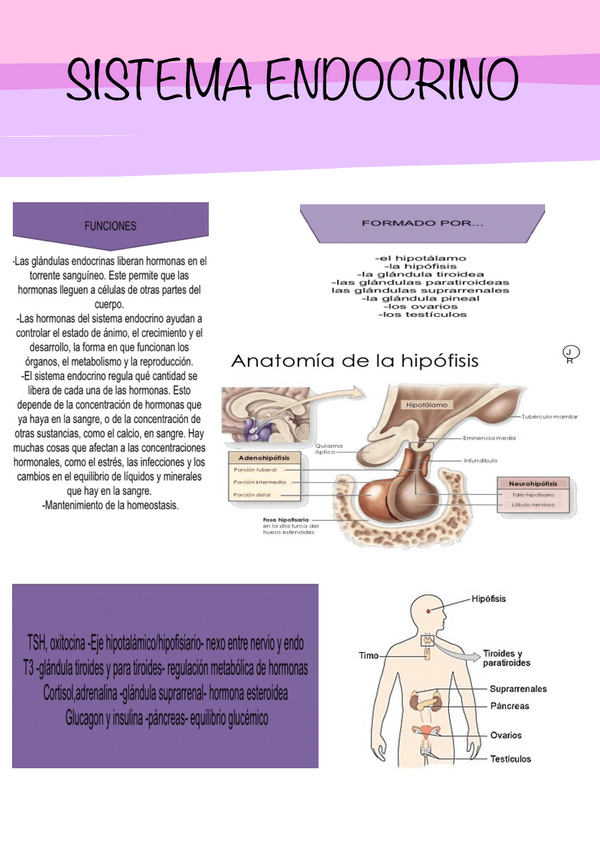 Miniatura del documento Sistema-endocrino.pdf