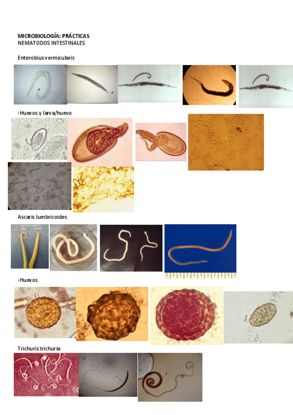 Miniatura del documento 6.pdf