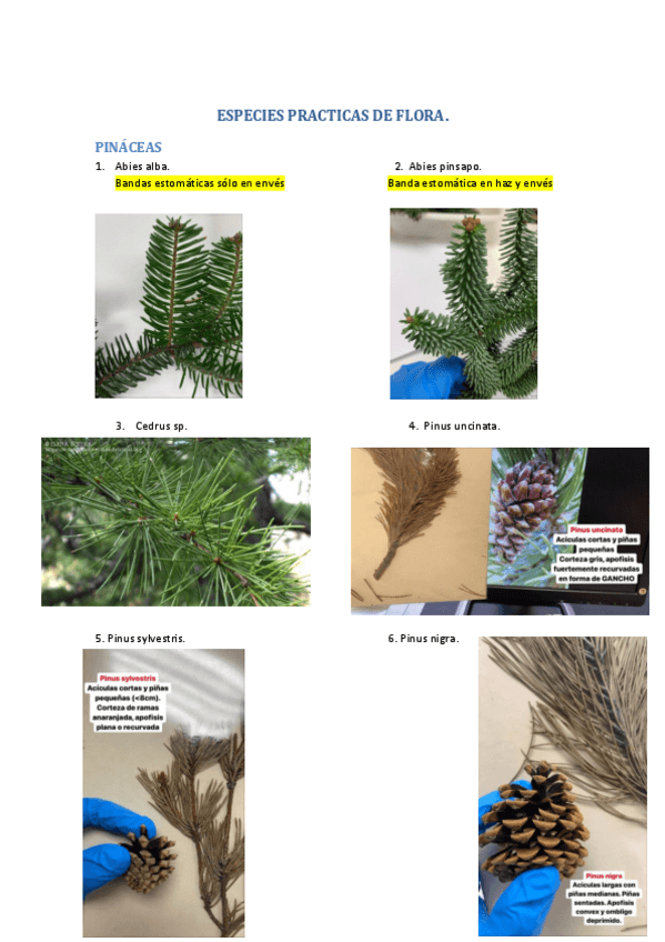Miniatura del documento ESPECIES-PRACTICAS-DE-FLORA.pdf