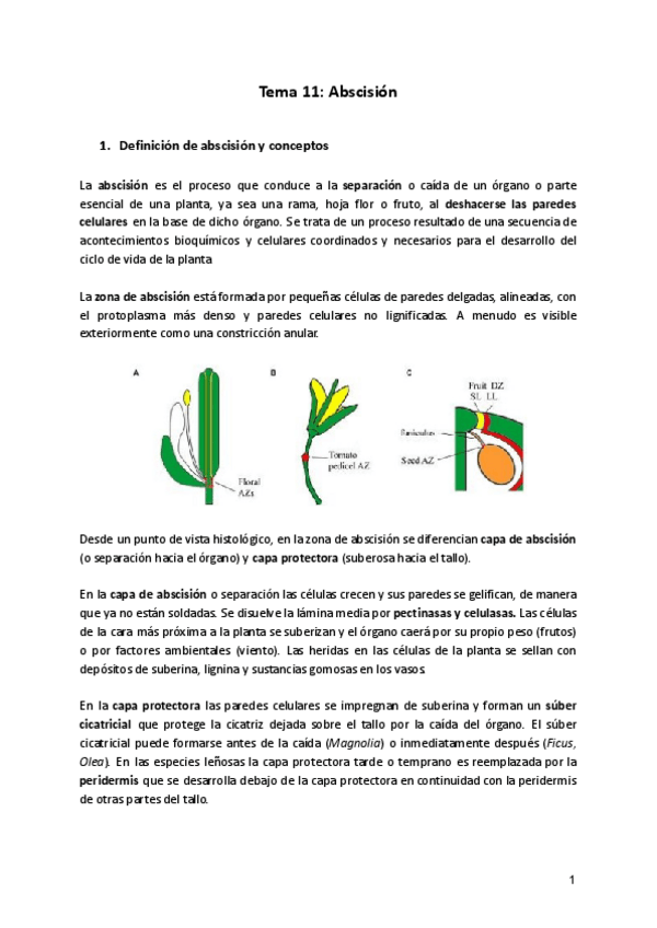 Miniatura del documento Tema-11-FV.pdf