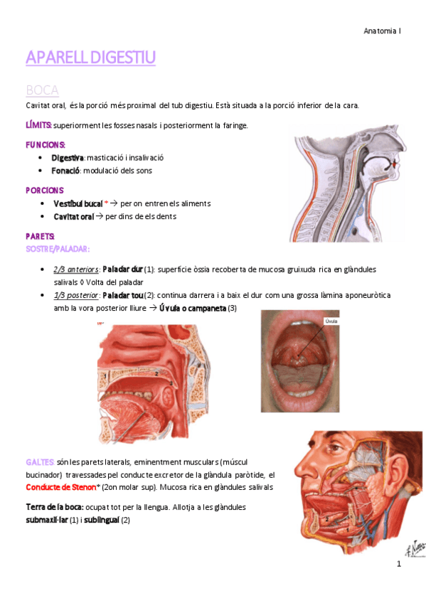 Miniatura del documento BOCA I FARINGE_APARELL DIGESTIU