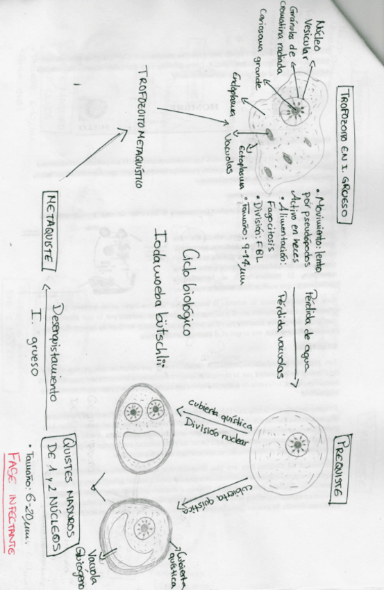 Miniatura del documento ciclo iodamoeba büstchlii.pdf