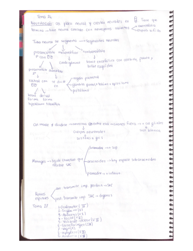 Miniatura del documento Anatomia.pdf