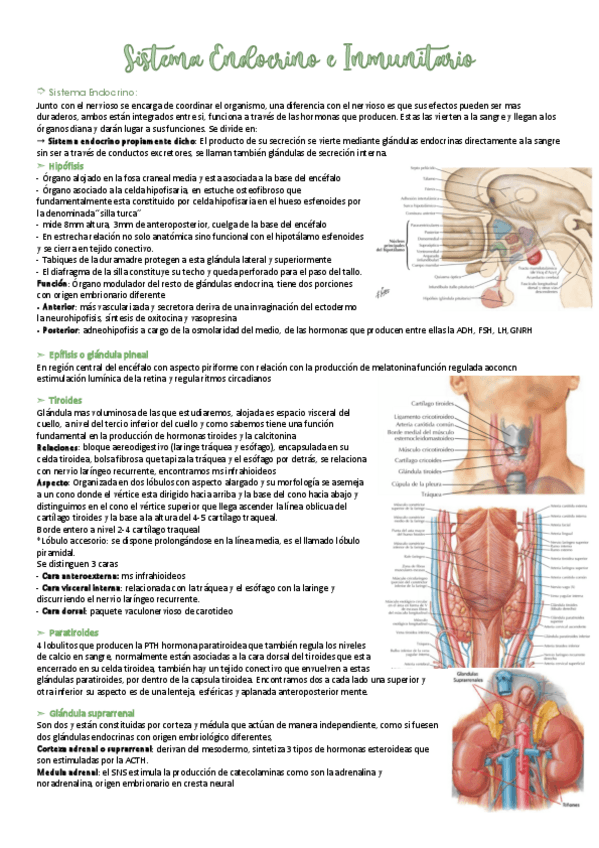 Miniatura del documento Sistema-Endocrino-e-inmunitario.pdf