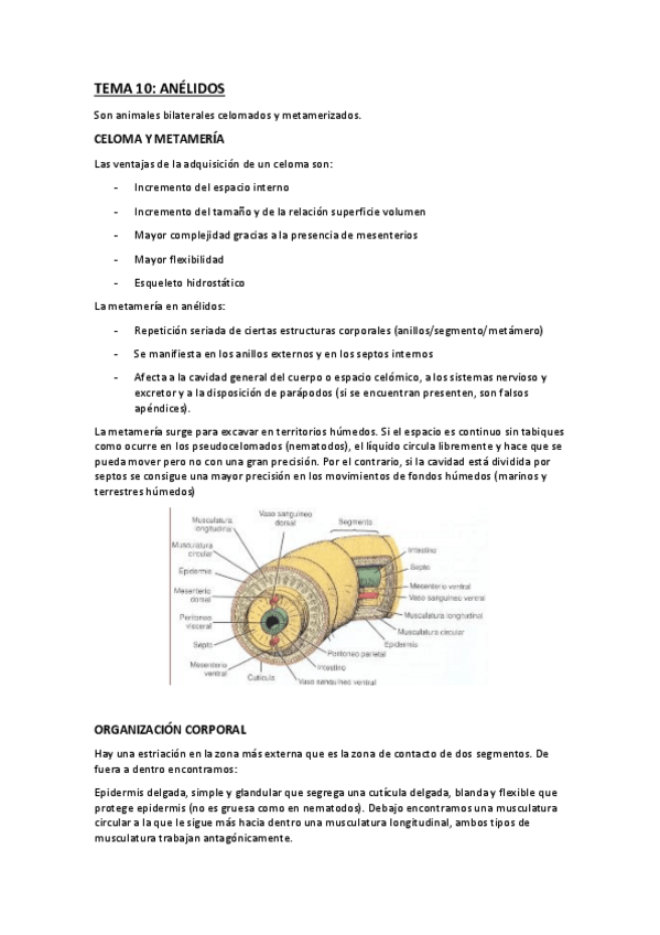 Miniatura del documento tema-10-anelidos.pdf
