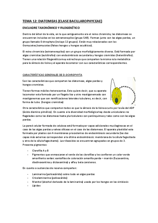 Miniatura del documento tema-12-diatomeas.pdf
