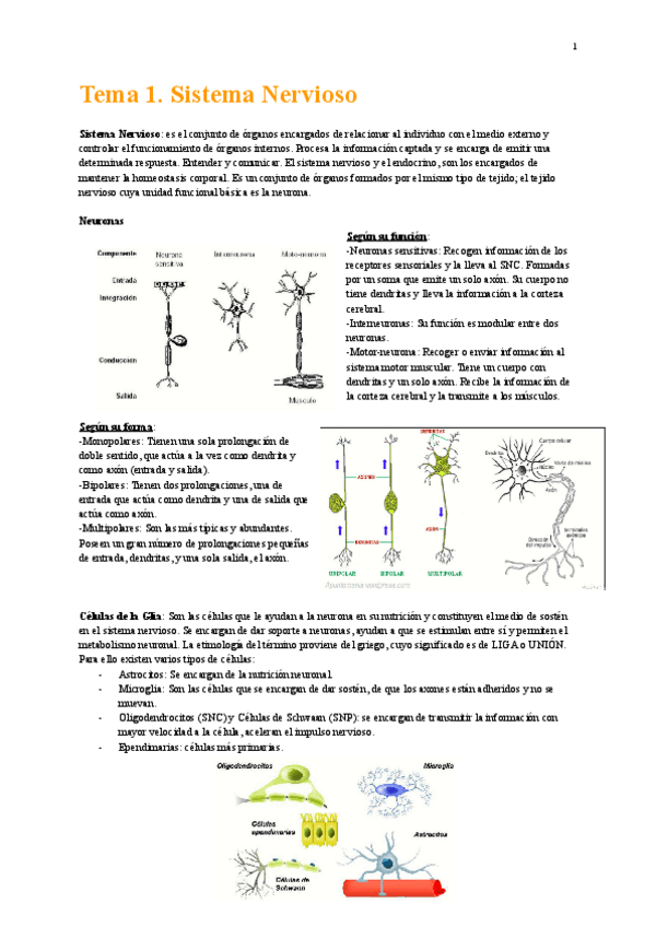 Miniatura del documento Apuntes-Anatomia-II-de-mi-puno-y-letra-1.pdf