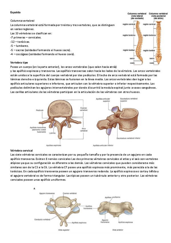 Miniatura del documento Aparato locomotor IV.pdf