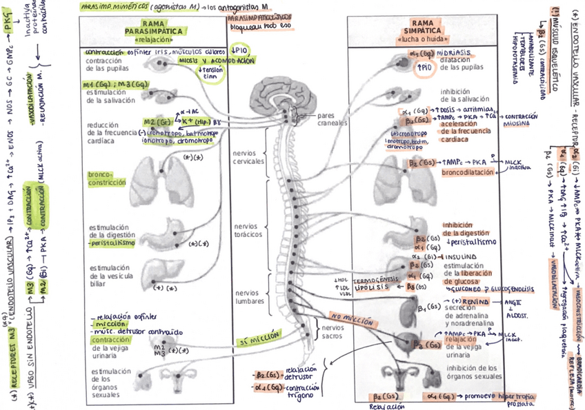 Miniatura del documento ESQUEMA-GENERAL-RECEPTORES-SNS-Y-SNP.pdf