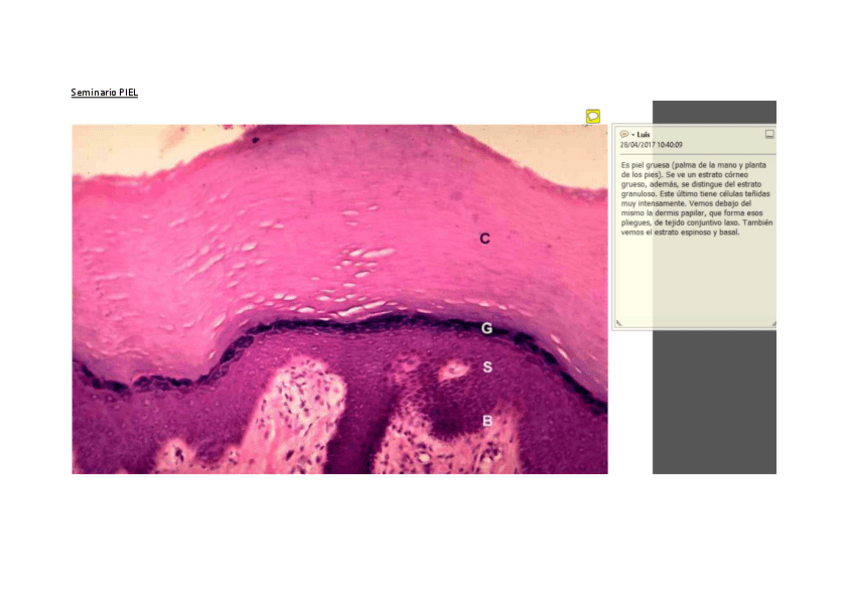 Miniatura del documento Seminario Piel.pdf