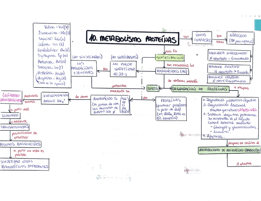 Miniatura del documento AAmpudia-Metab.pdf