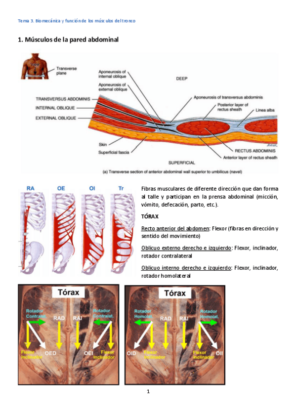 Miniatura del documento Tema-3-Musculos-del-tronco.pdf