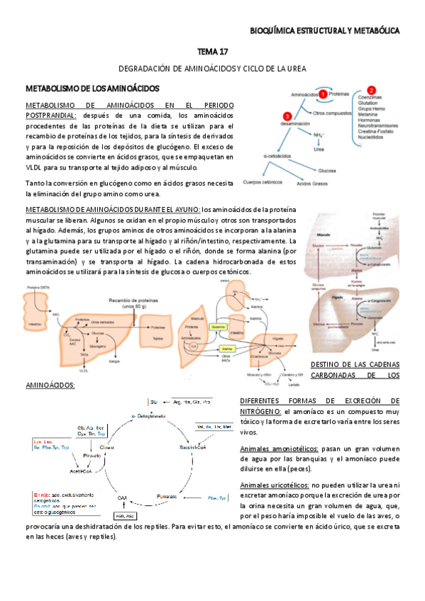 Miniatura del documento TEMA-17.pdf