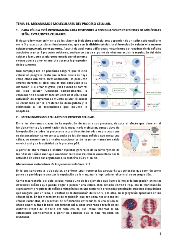 Miniatura del documento TEMA14biomol.pdf