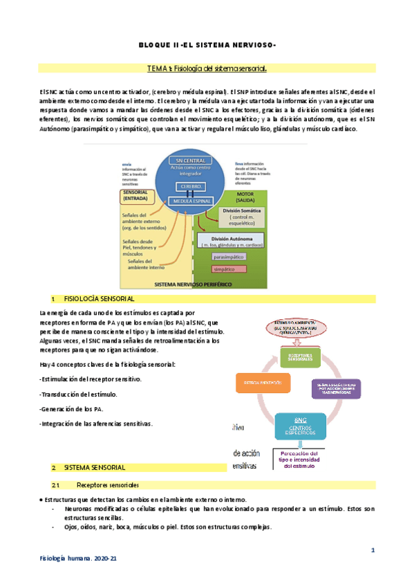 Miniatura del documento II-Fisiologia-sistema-nervioso.pdf