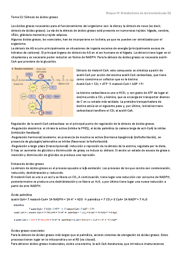 Miniatura del documento Tema 12 - Síntesis de ácidos grasos.pdf