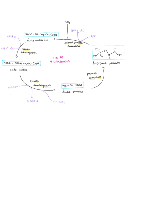 Miniatura del documento ciclo-c4-plantas.pdf