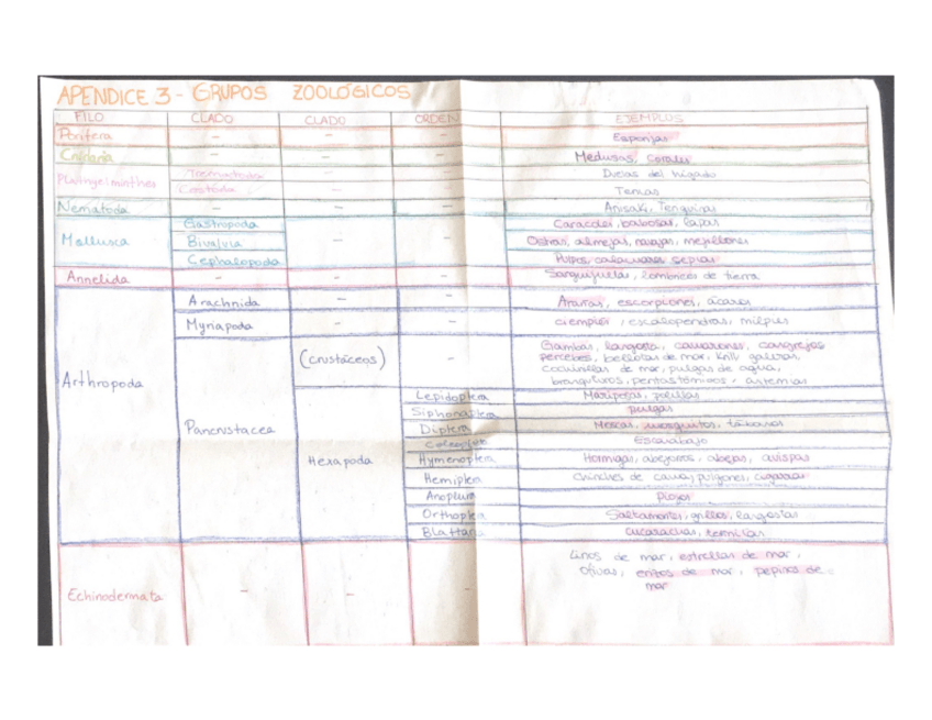 Miniatura del documento Grupos-zoologicos-esquma.pdf