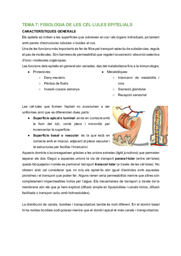 Miniatura del documento FH-Tema-7-Fisiologia-de-l-epiteli.pdf