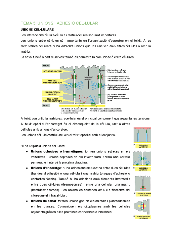Miniatura del documento BC-Tema-5-Unions-i-adhesio-cellular-2.pdf