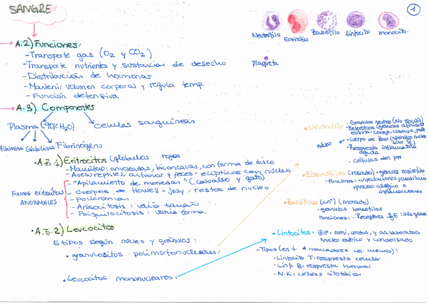Miniatura del documento HISTOLOGIA.pdf