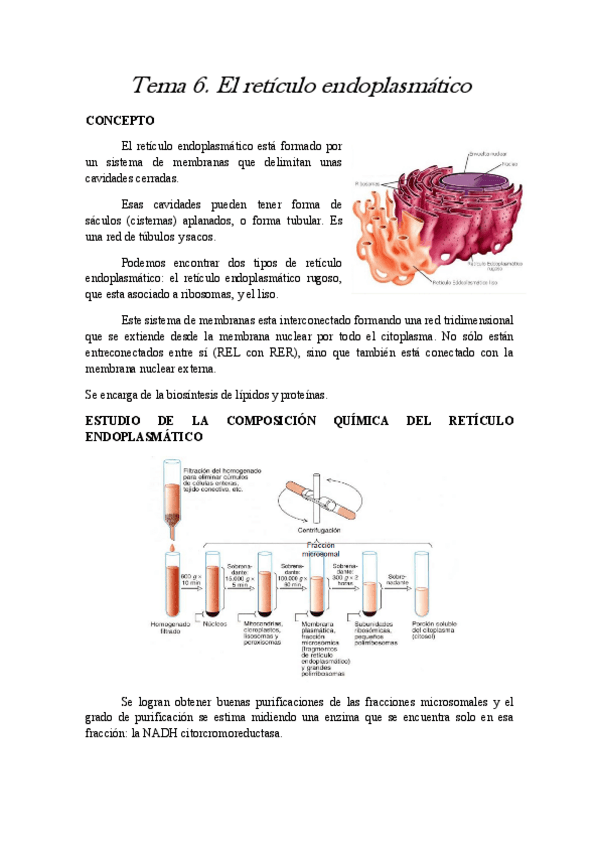 Miniatura del documento tema 6 celular.pdf